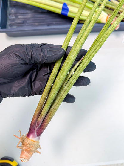 Sansevieria GaffelTvil (ro) (9) | Rare -For Advanced Grower