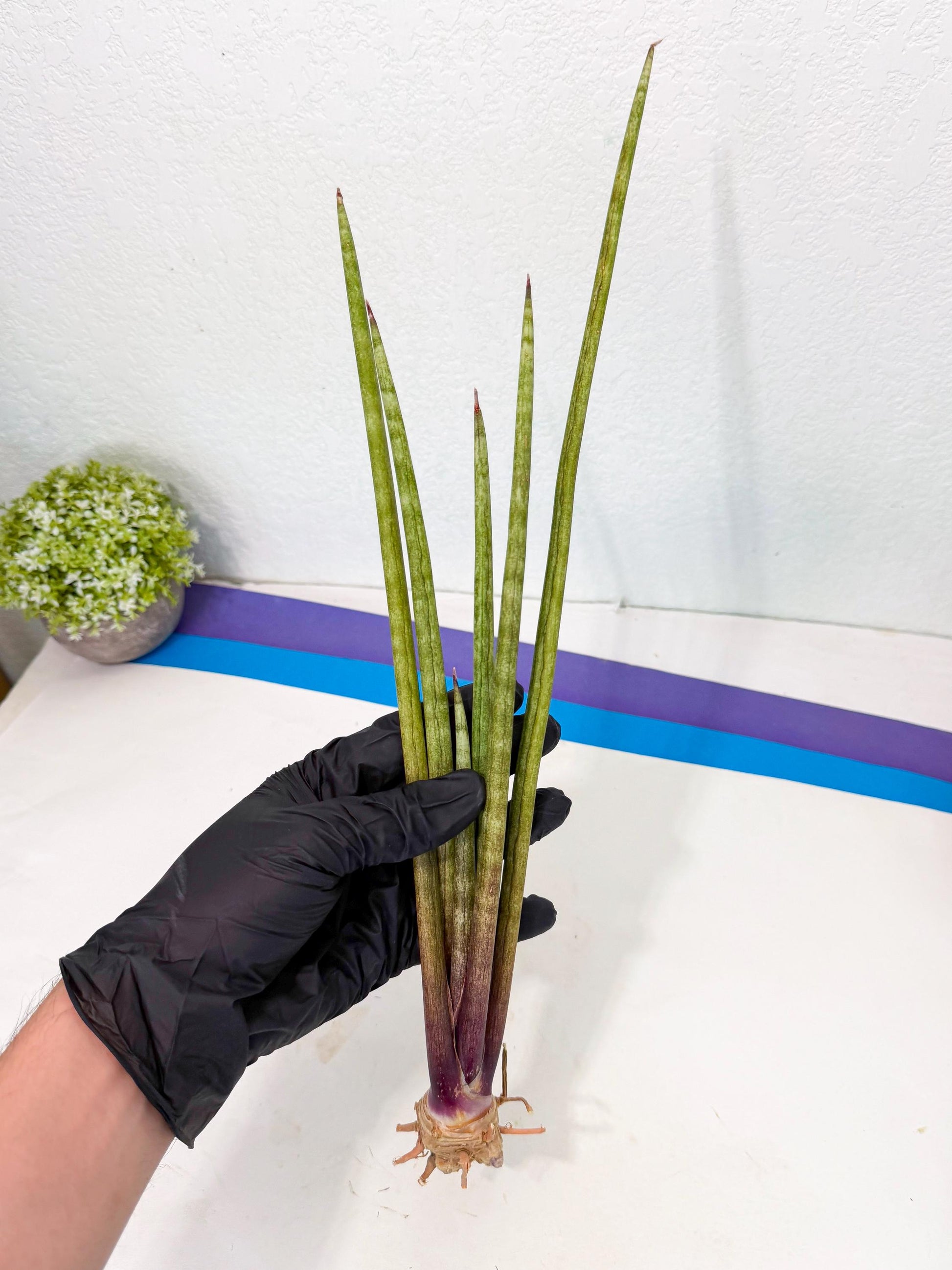 Sansevieria GaffelTvil (ro) (9) | Rare -For Advanced Grower