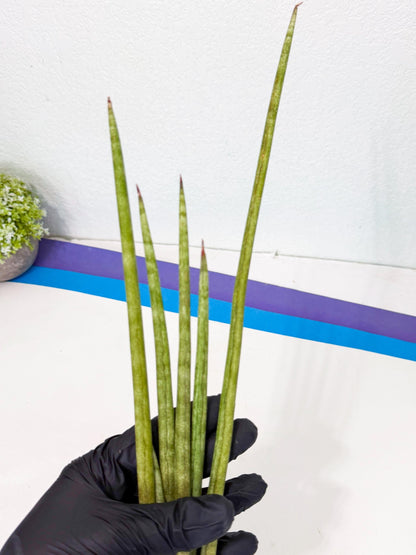 Sansevieria GaffelTvil (ro) (9) | Rare -For Advanced Grower
