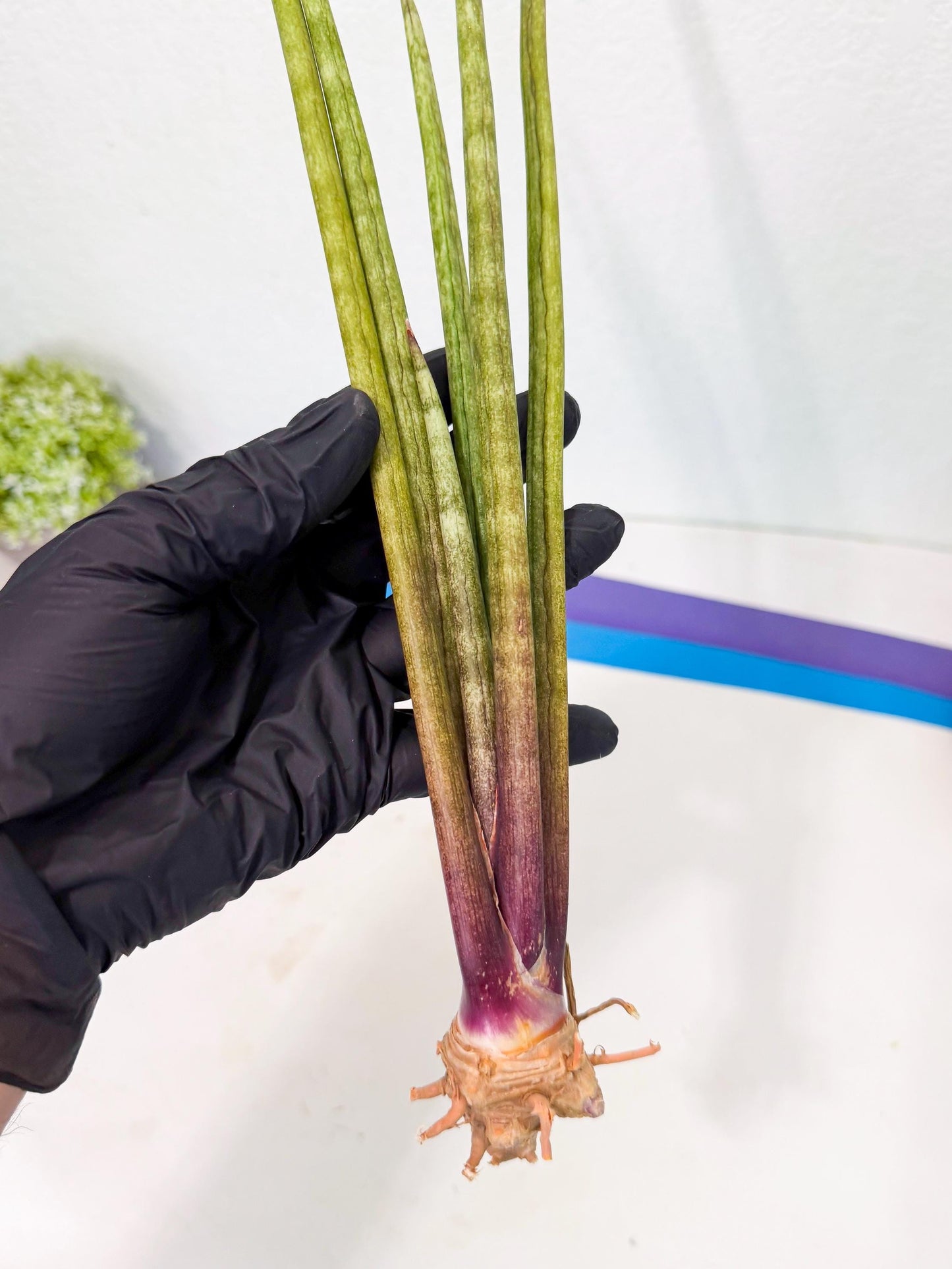 Sansevieria GaffelTvil (ro) (9) | Rare -For Advanced Grower