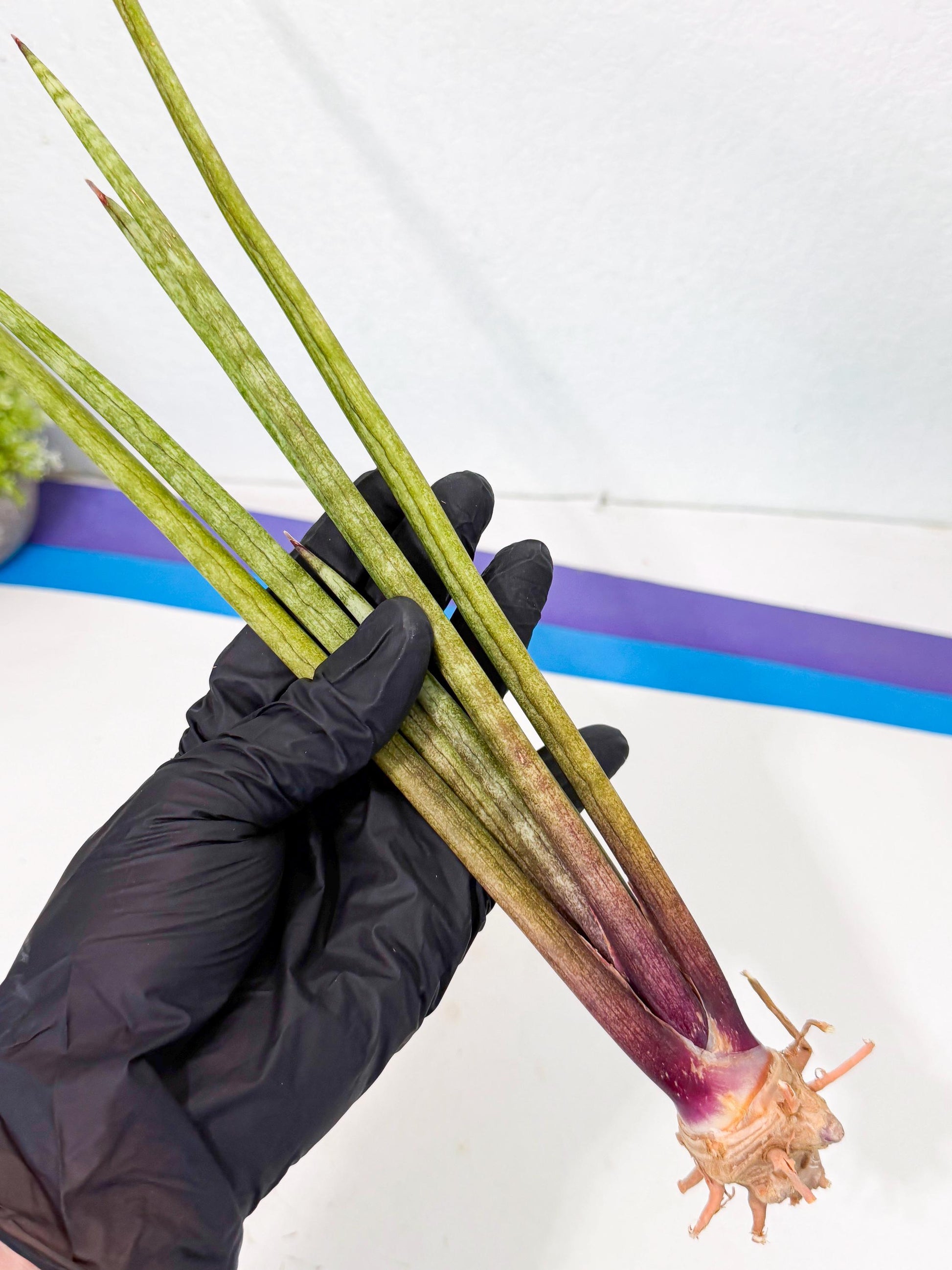 Sansevieria GaffelTvil (ro) (9) | Rare -For Advanced Grower
