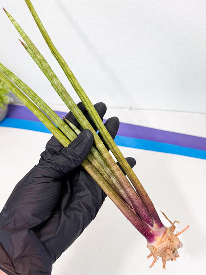 Sansevieria GaffelTvil (ro) (9) | Rare -For Advanced Grower