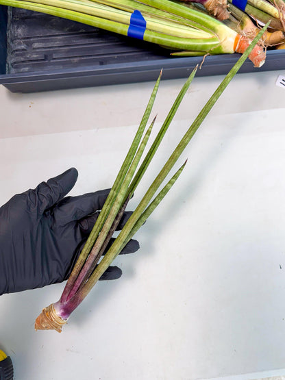 Sansevieria GaffelTvil (ro) (10) | Rare -For Advanced Grower