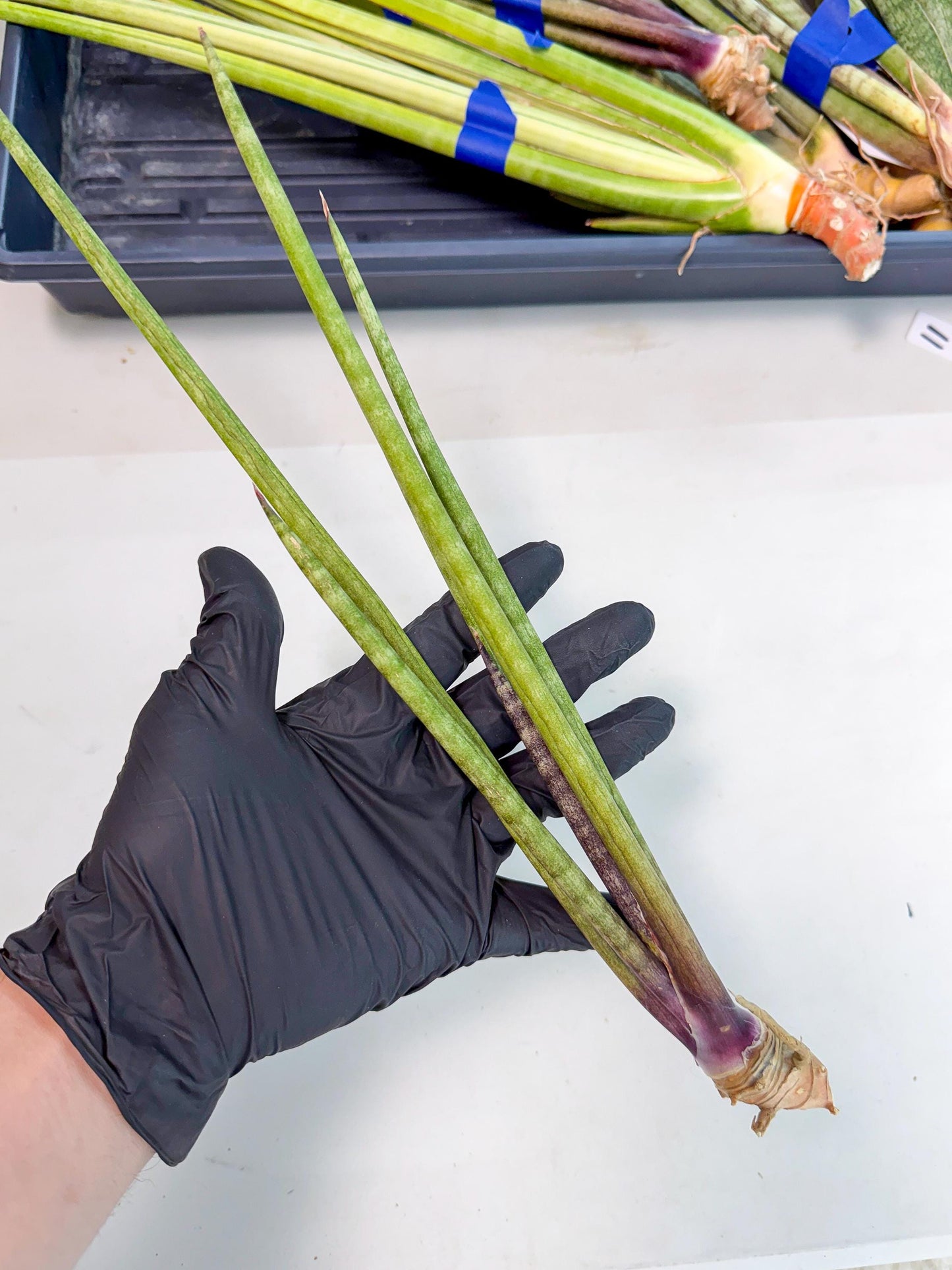Sansevieria GaffelTvil (ro) (10) | Rare -For Advanced Grower