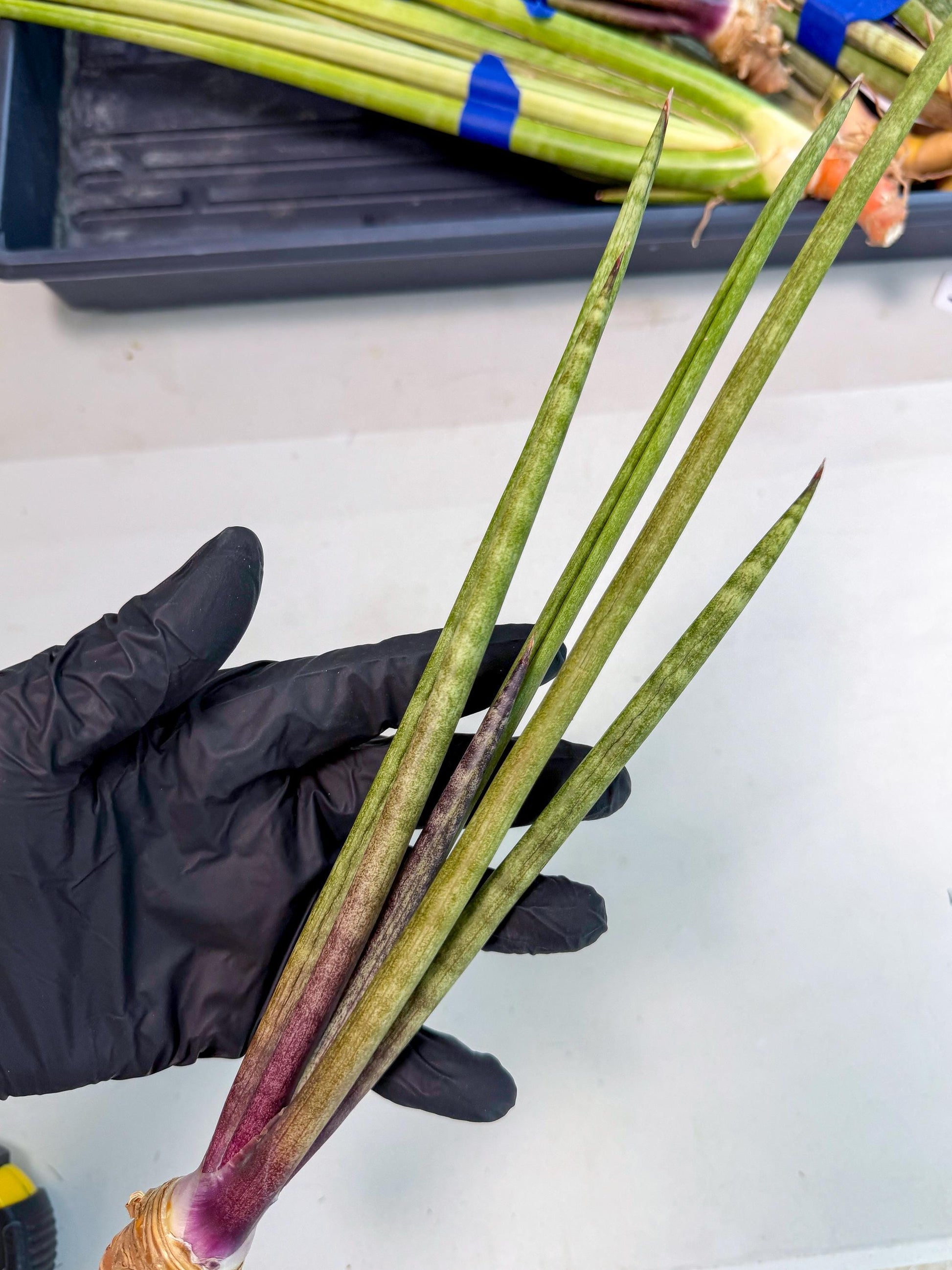 Sansevieria GaffelTvil (ro) (10) | Rare -For Advanced Grower