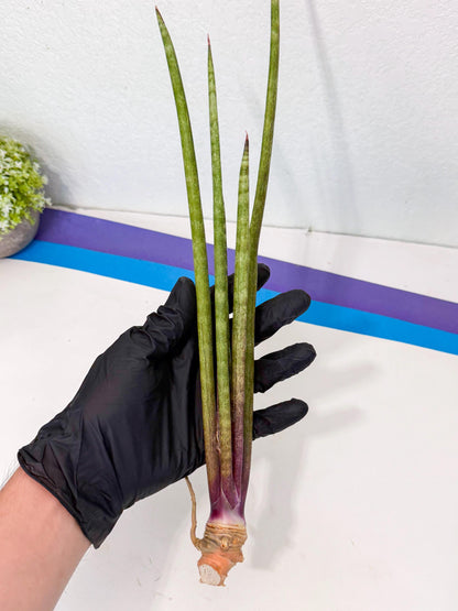 Sansevieria GaffelTvil (ro) (10) | Rare -For Advanced Grower