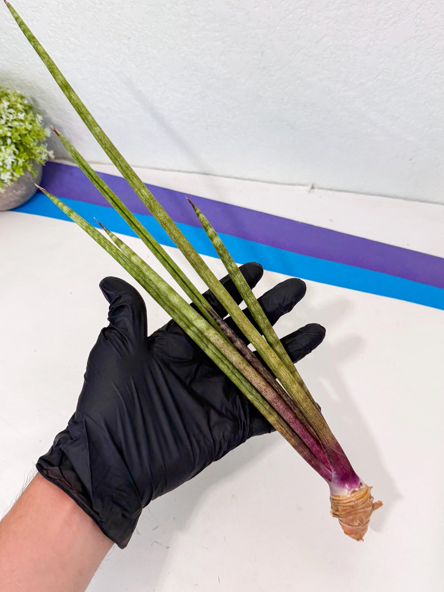Sansevieria GaffelTvil (ro) (10) | Rare -For Advanced Grower