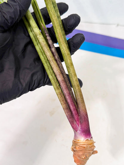 Sansevieria GaffelTvil (ro) (10) | Rare -For Advanced Grower