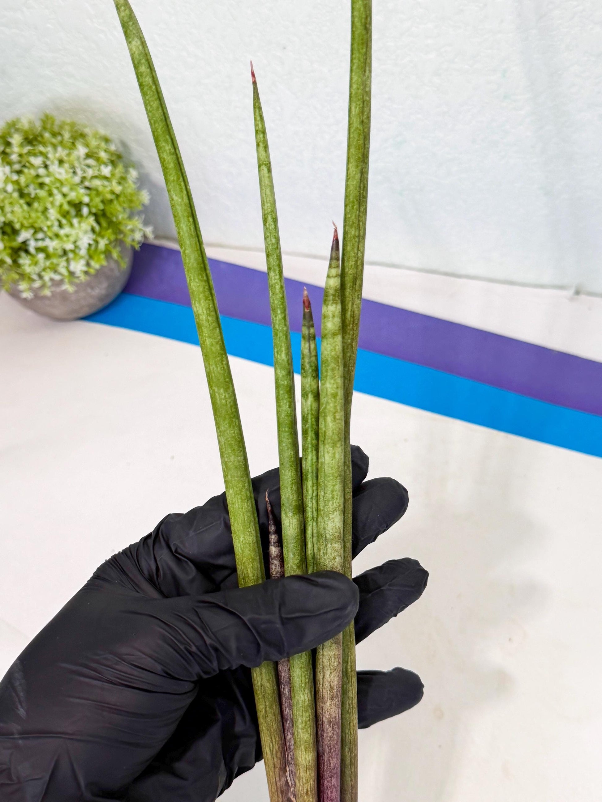 Sansevieria GaffelTvil (ro) (10) | Rare -For Advanced Grower