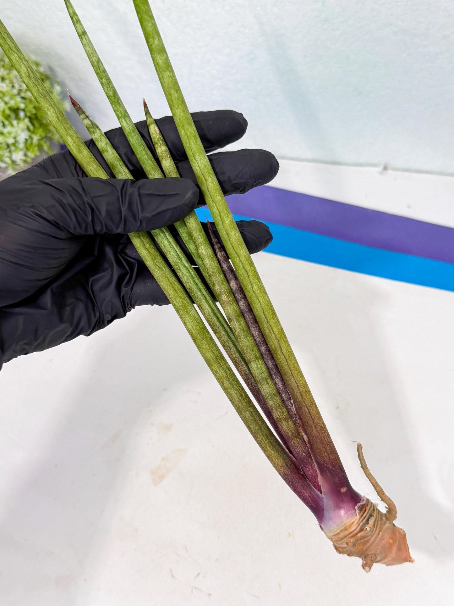 Sansevieria GaffelTvil (ro) (10) | Rare -For Advanced Grower