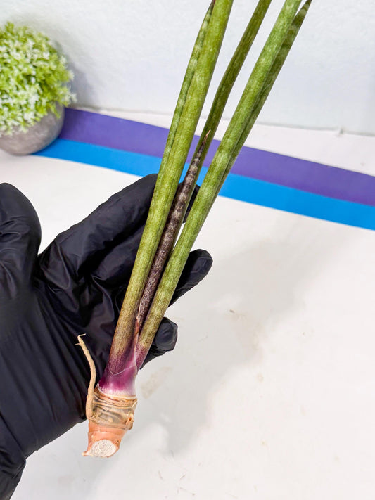 Sansevieria GaffelTvil (ro) (10) | Rare -For Advanced Grower