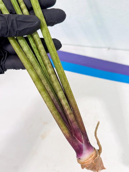 Sansevieria GaffelTvil (ro) (10) | Rare -For Advanced Grower