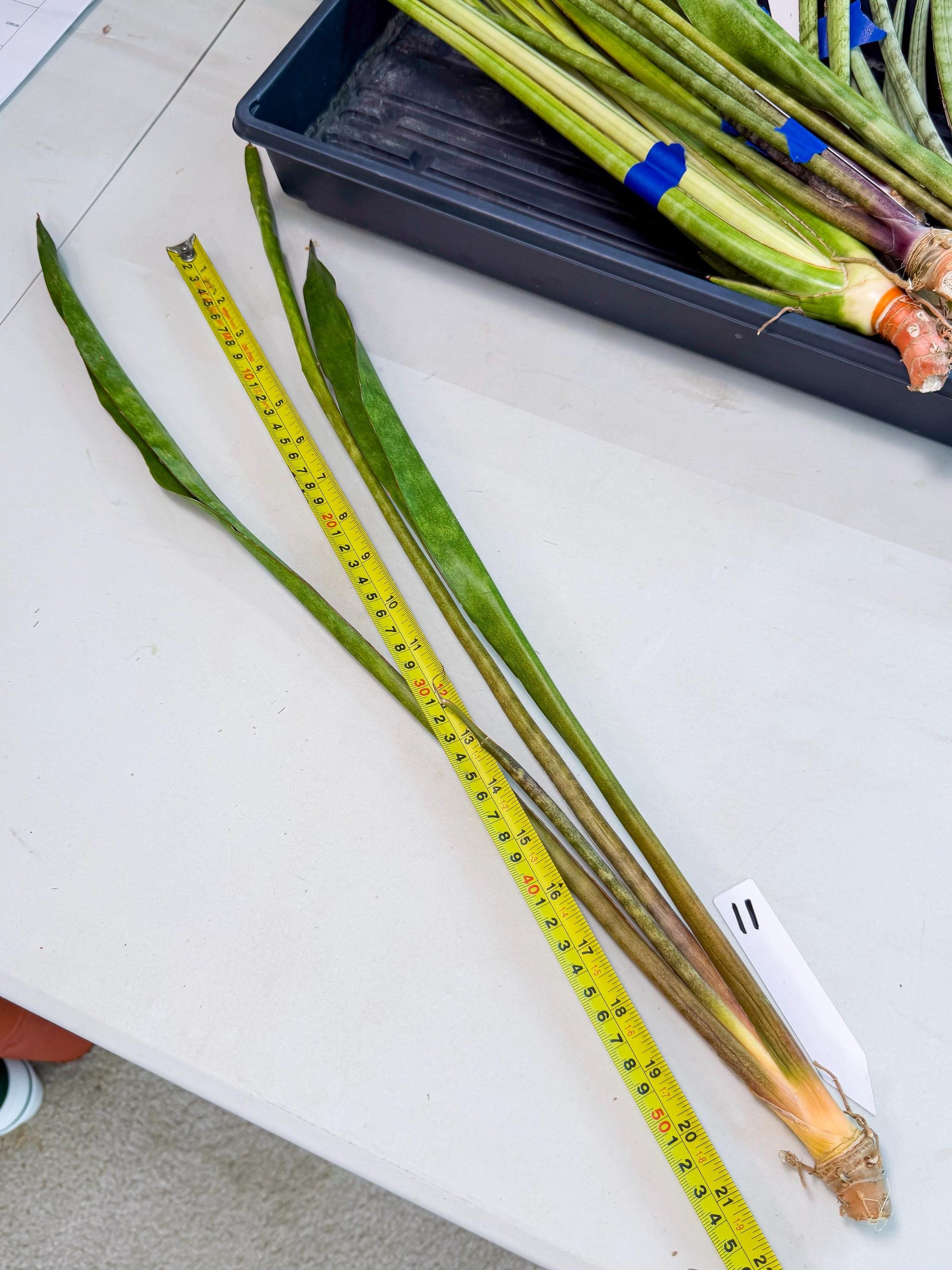 Sansevieria Brokutsara (ro) (11) | Rare -For Advanced Grower