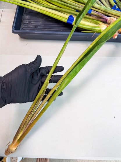 Sansevieria Brokutsara (ro) (11) | Rare -For Advanced Grower