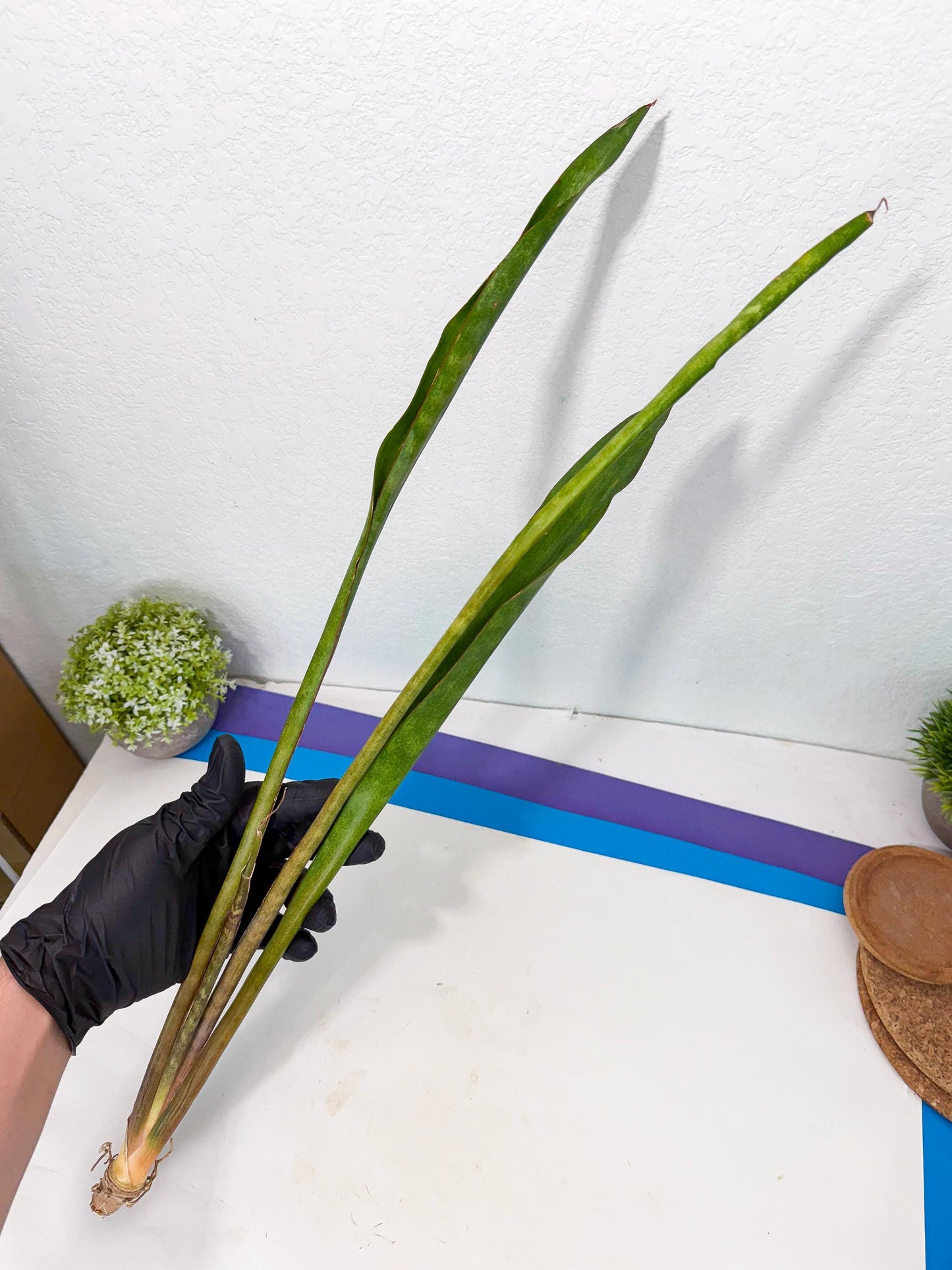 Sansevieria Brokutsara (ro) (11) | Rare -For Advanced Grower