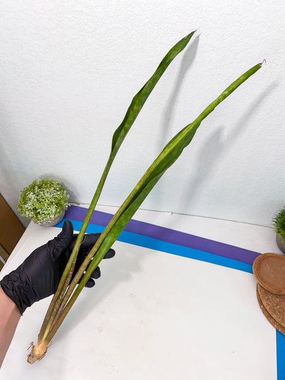 Sansevieria Brokutsara (ro) (11) | Rare -For Advanced Grower