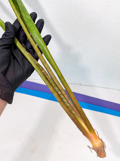 Sansevieria Brokutsara (ro) (11) | Rare -For Advanced Grower