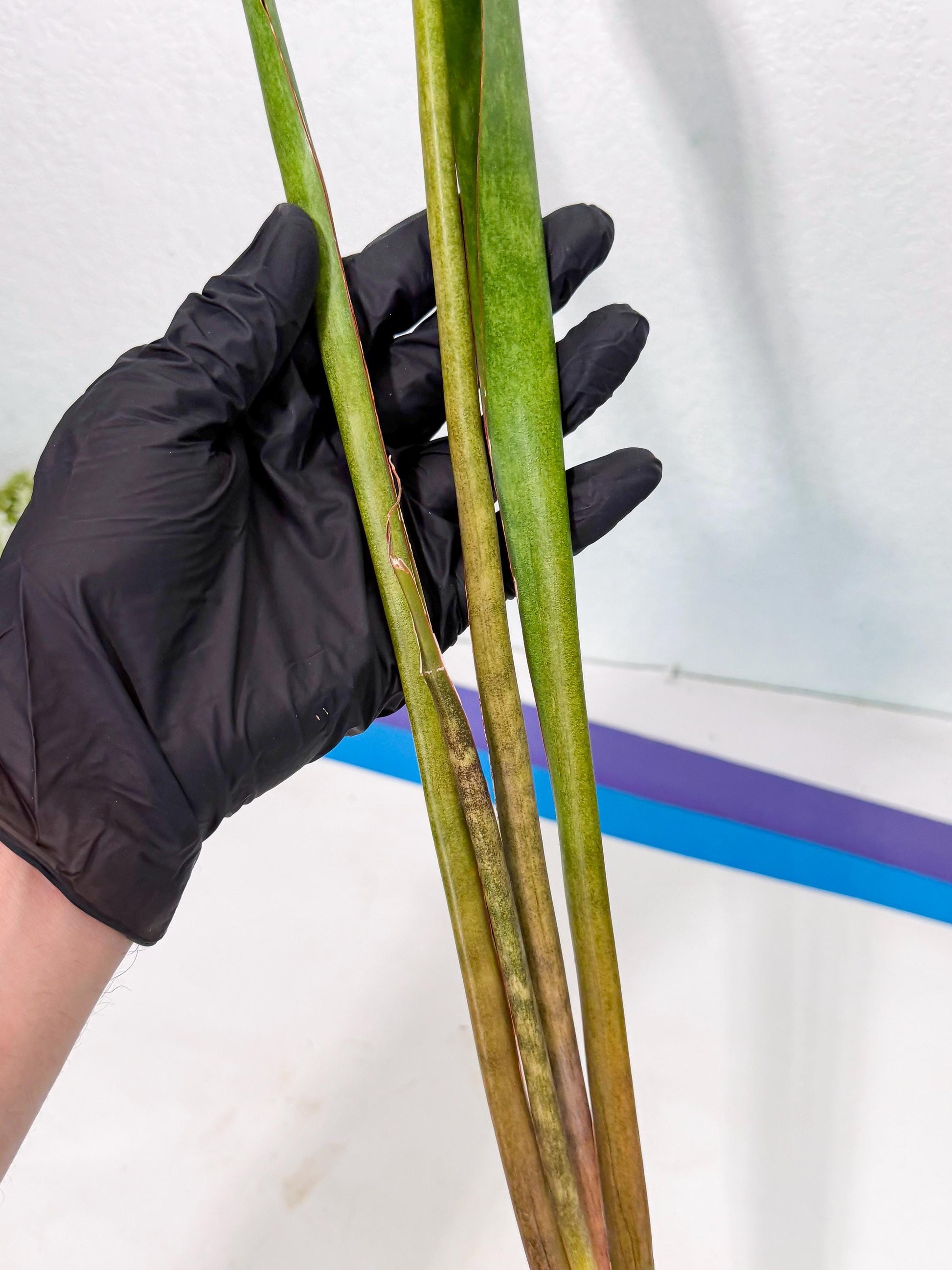 Sansevieria Brokutsara (ro) (11) | Rare -For Advanced Grower