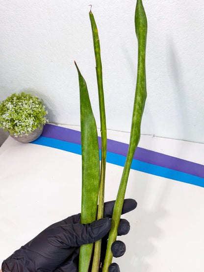 Sansevieria Brokutsara (ro) (11) | Rare -For Advanced Grower