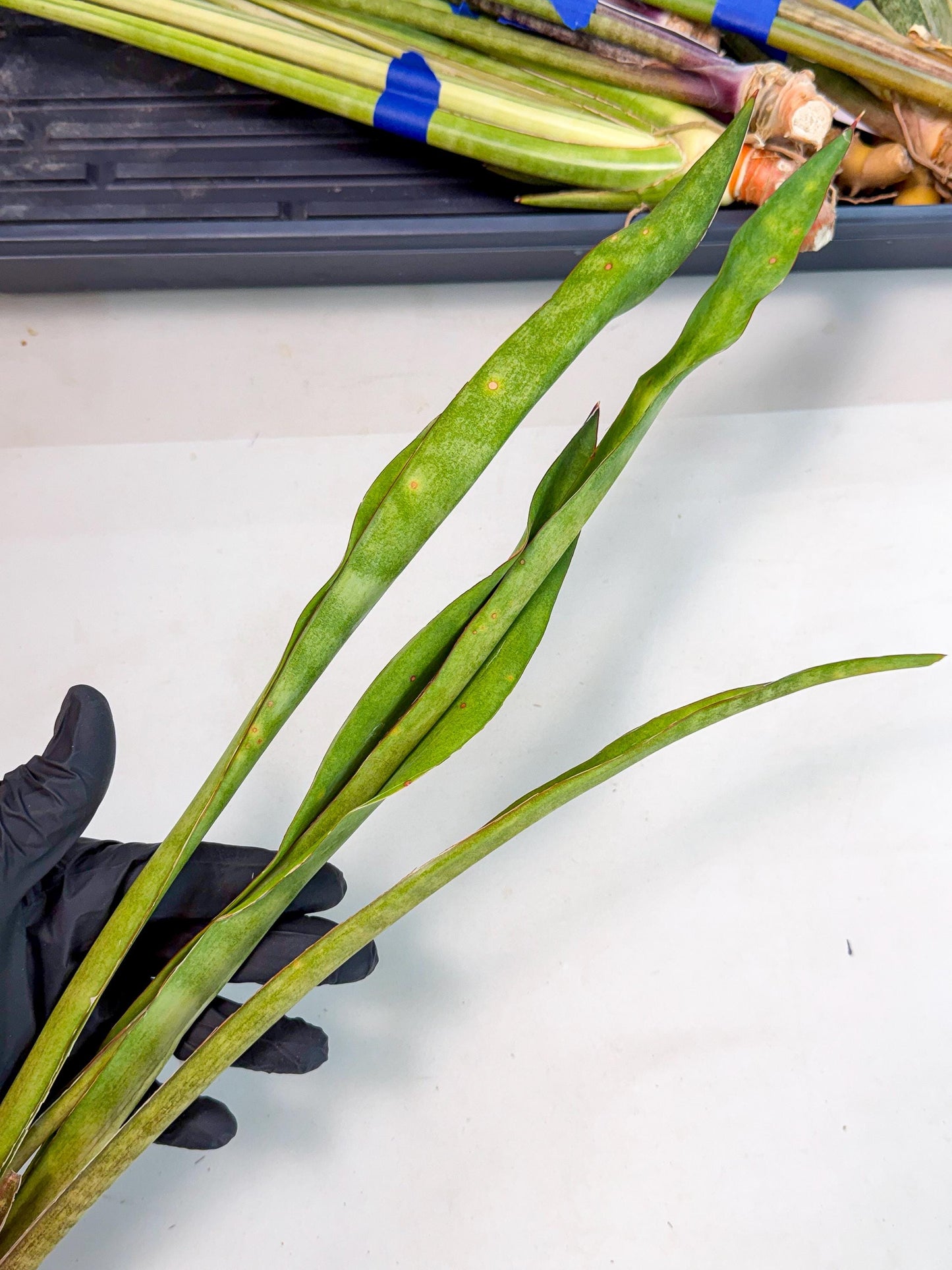 Sansevieria Brokutsara (ro) (12) | Rare -For Advanced Grower