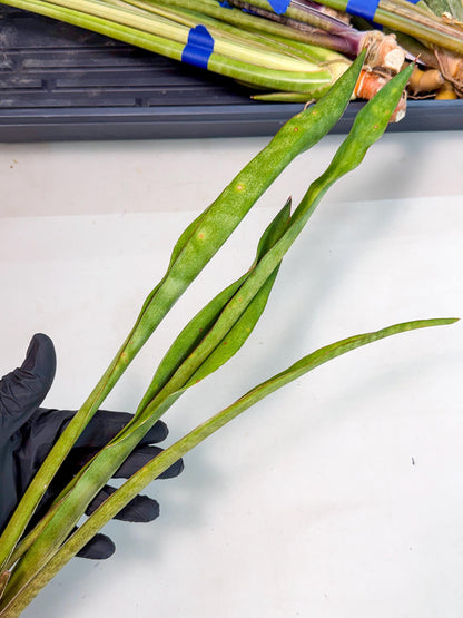 Sansevieria Brokutsara (ro) (12) | Rare -For Advanced Grower