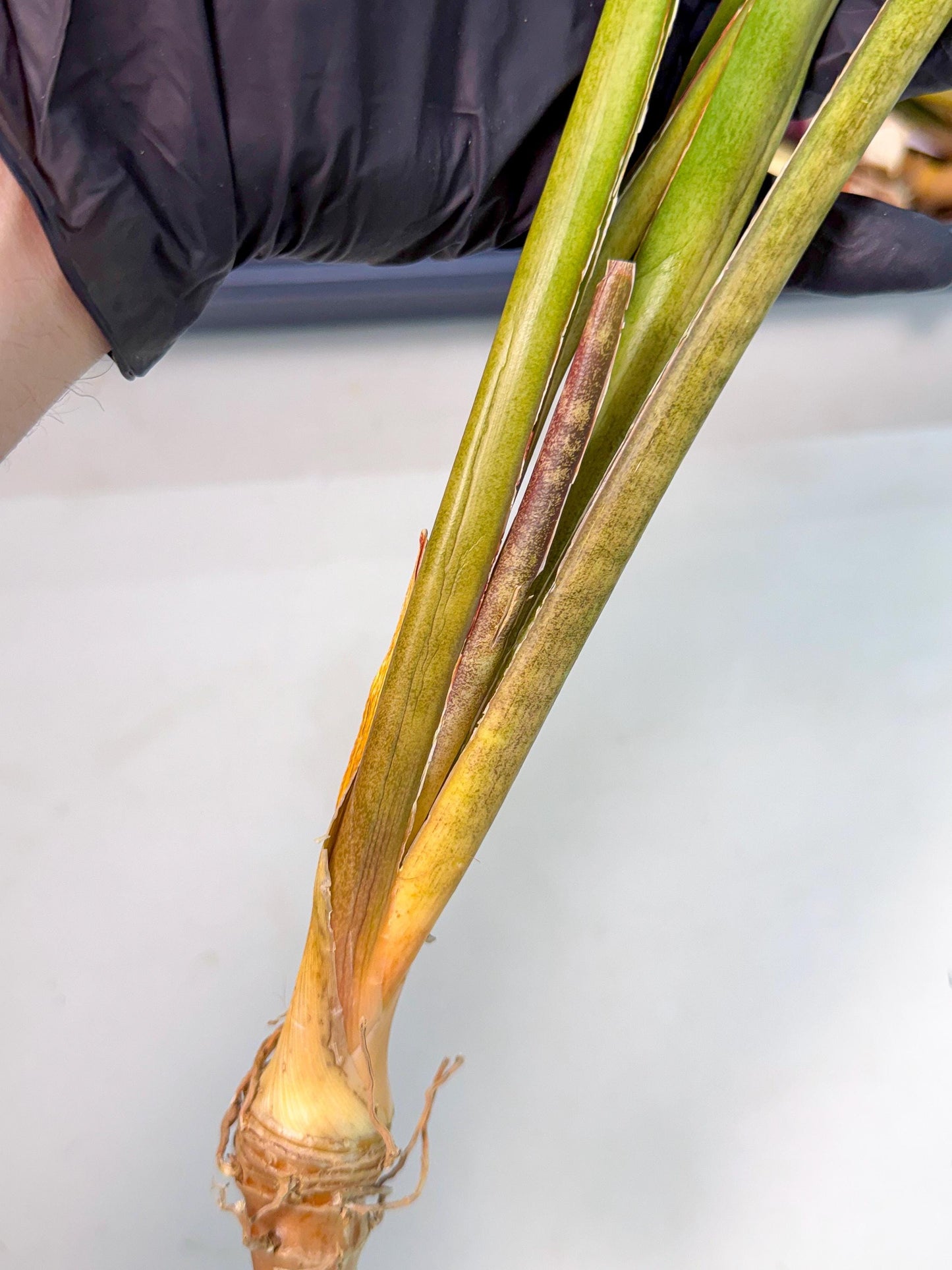 Sansevieria Brokutsara (ro) (12) | Rare -For Advanced Grower
