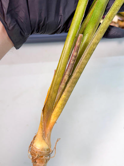 Sansevieria Brokutsara (ro) (12) | Rare -For Advanced Grower