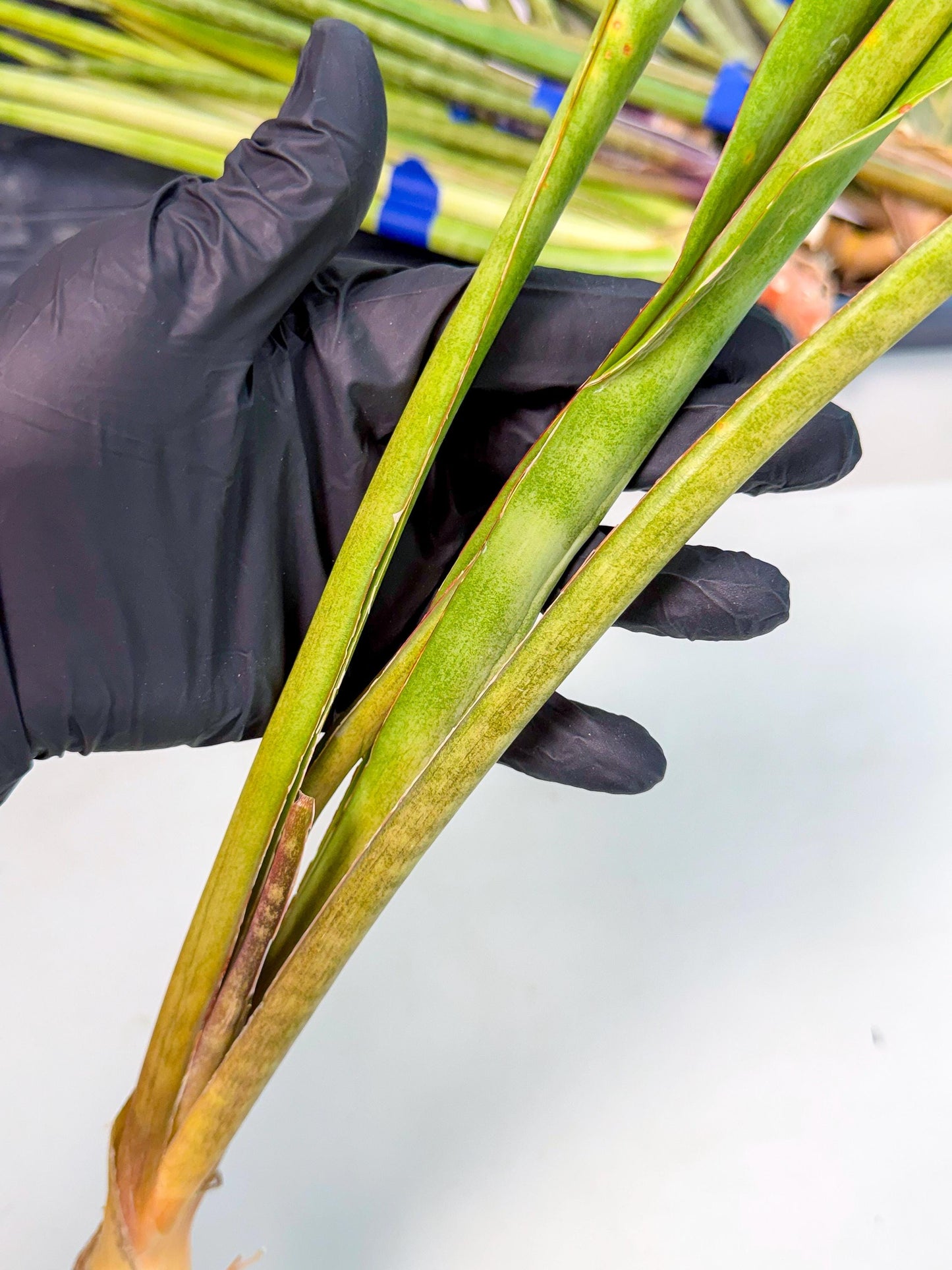 Sansevieria Brokutsara (ro) (12) | Rare -For Advanced Grower