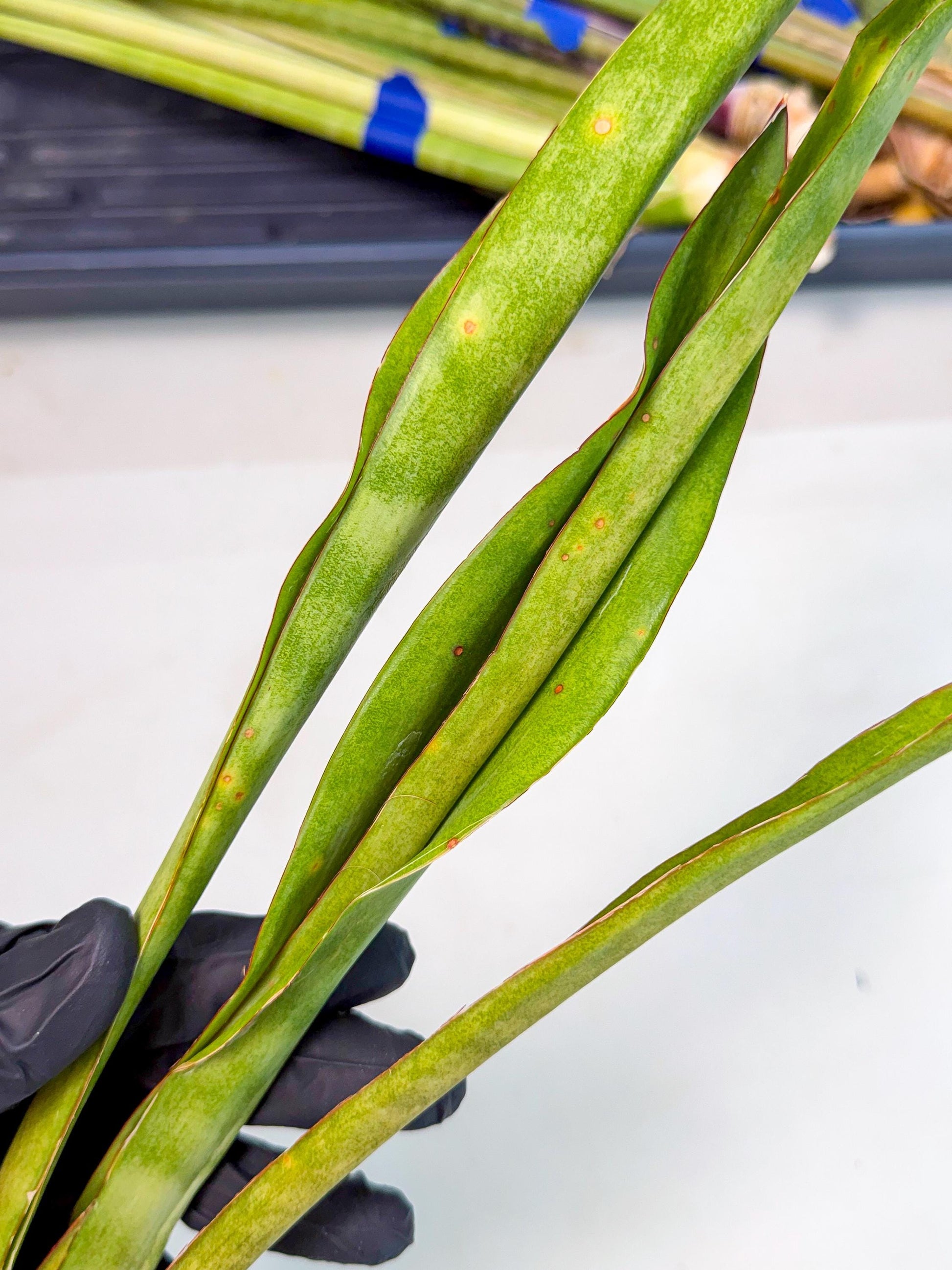 Sansevieria Brokutsara (ro) (12) | Rare -For Advanced Grower