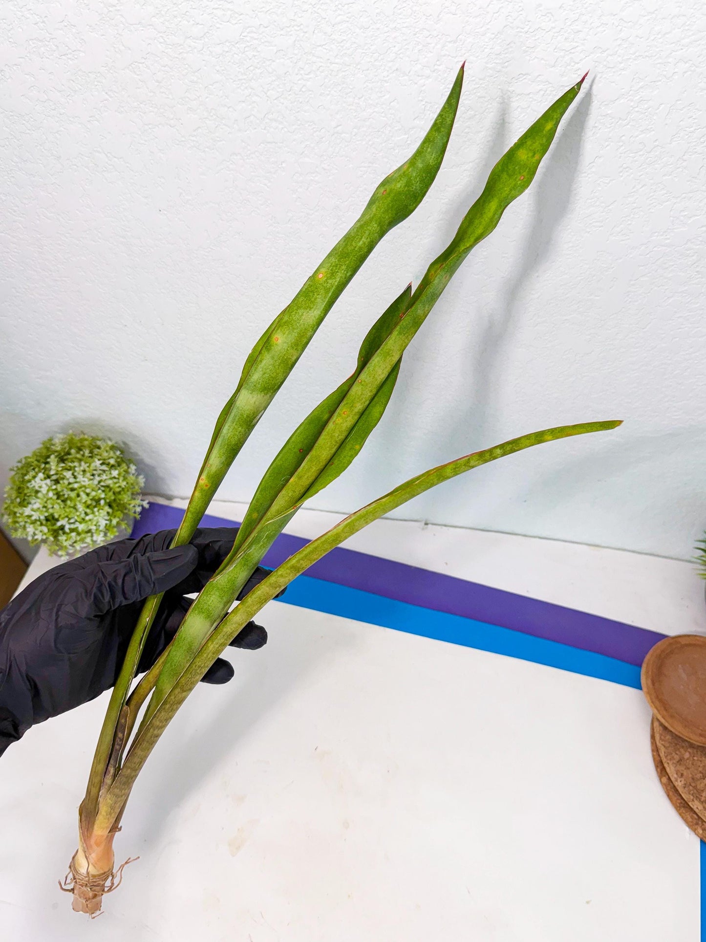 Sansevieria Brokutsara (ro) (12) | Rare -For Advanced Grower