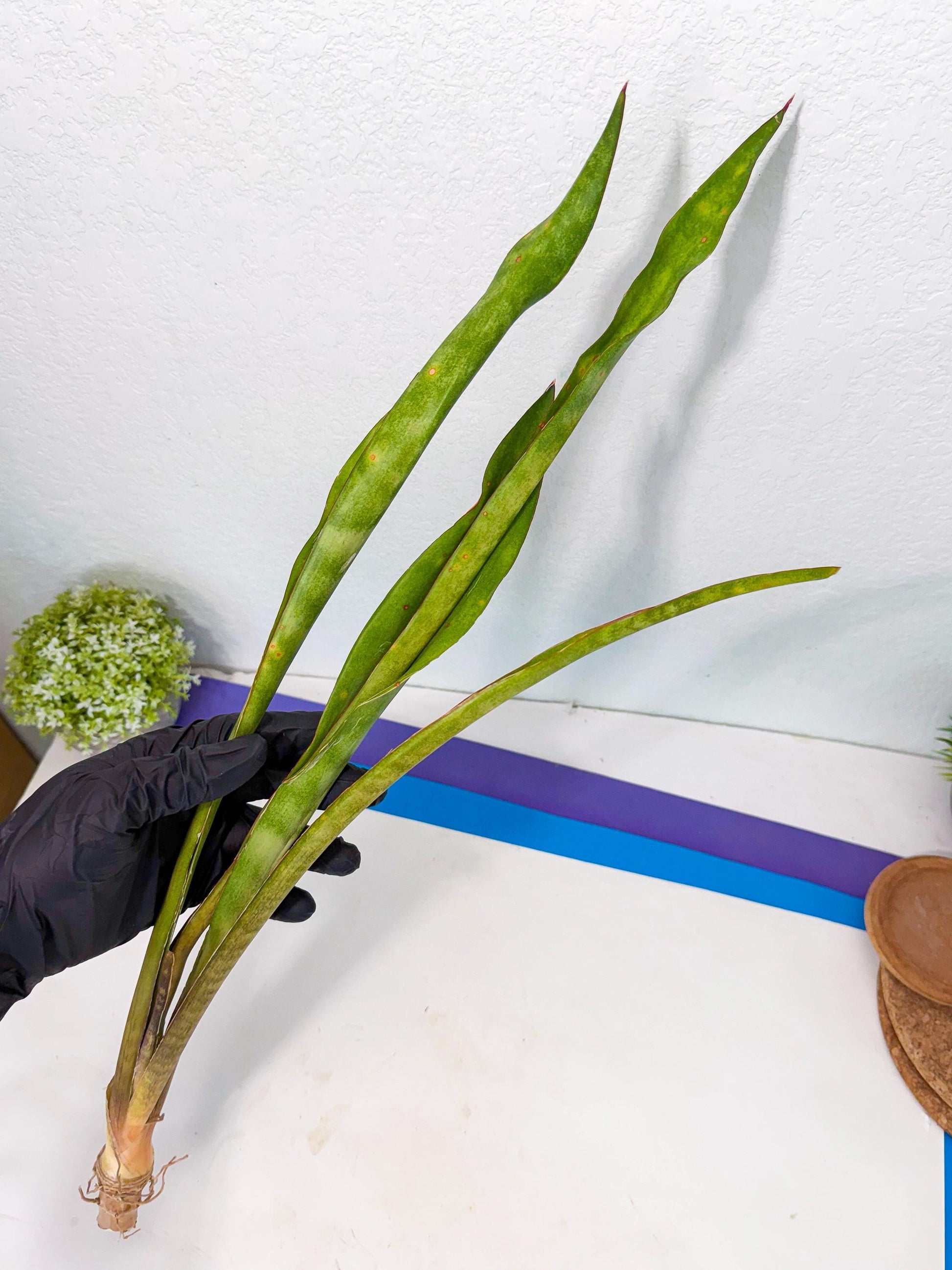 Sansevieria Brokutsara (ro) (12) | Rare -For Advanced Grower