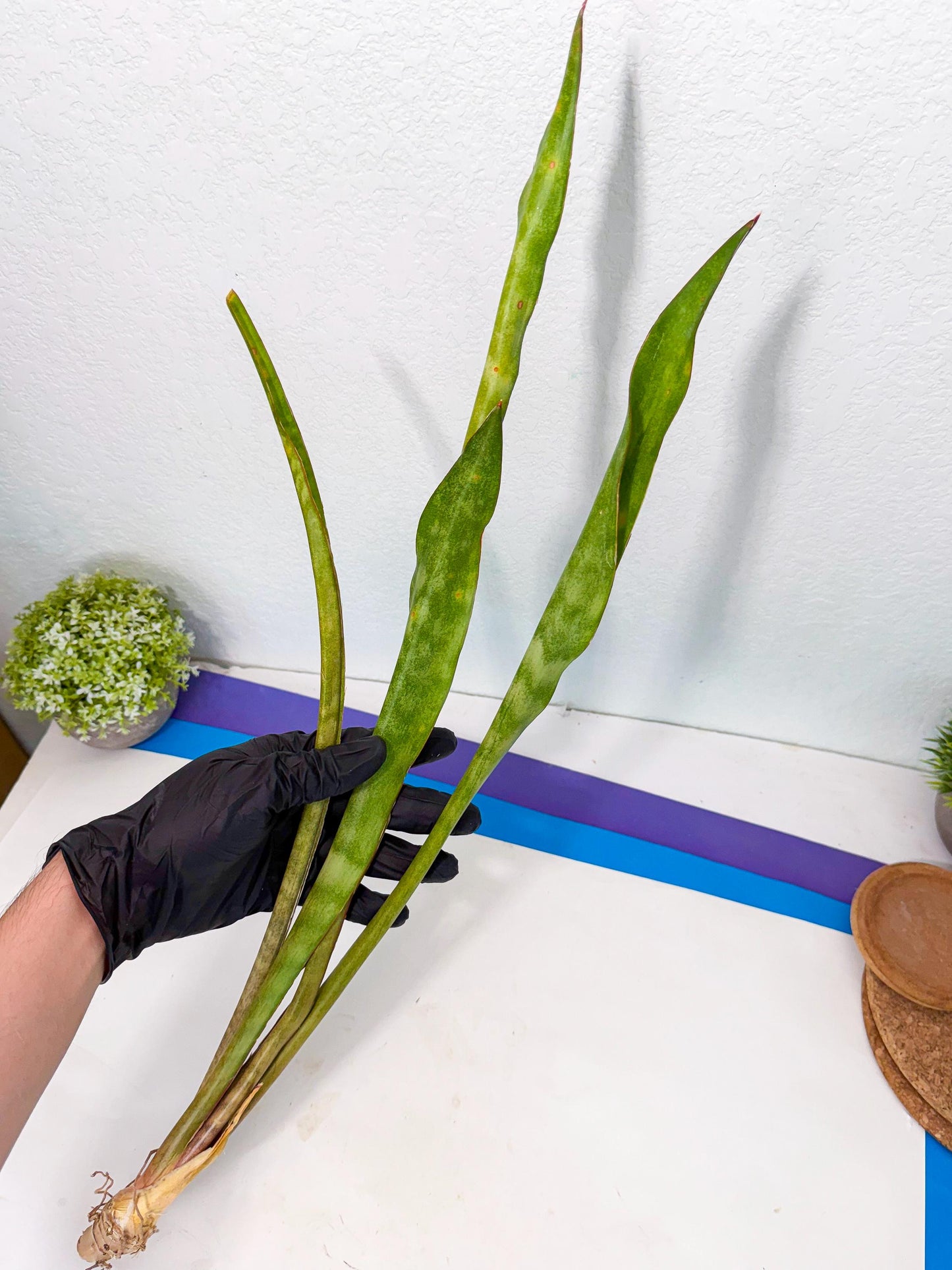 Sansevieria Brokutsara (ro) (12) | Rare -For Advanced Grower