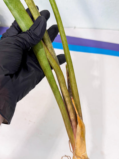 Sansevieria Brokutsara (ro) (12) | Rare -For Advanced Grower