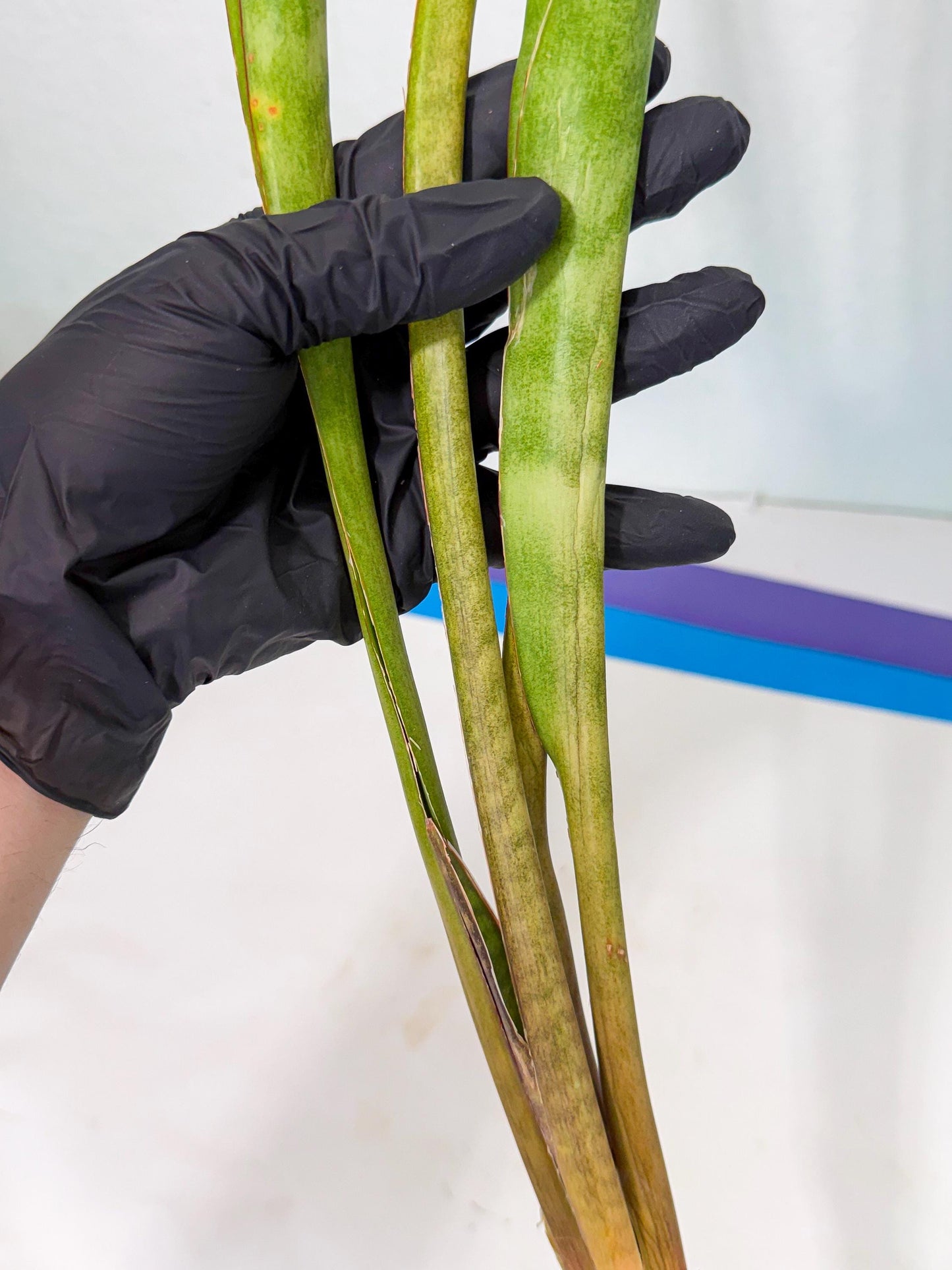 Sansevieria Brokutsara (ro) (12) | Rare -For Advanced Grower