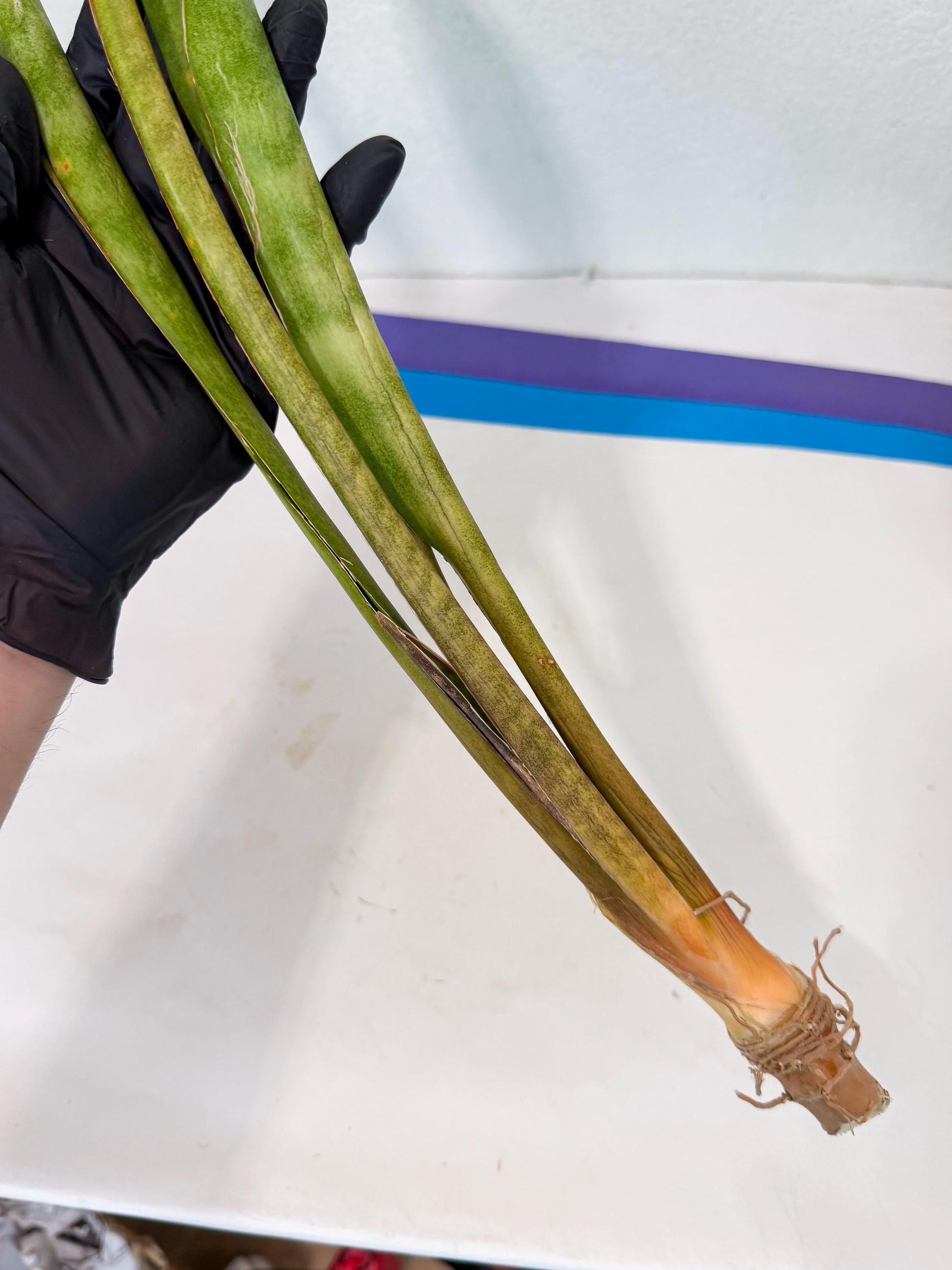 Sansevieria Brokutsara (ro) (12) | Rare -For Advanced Grower