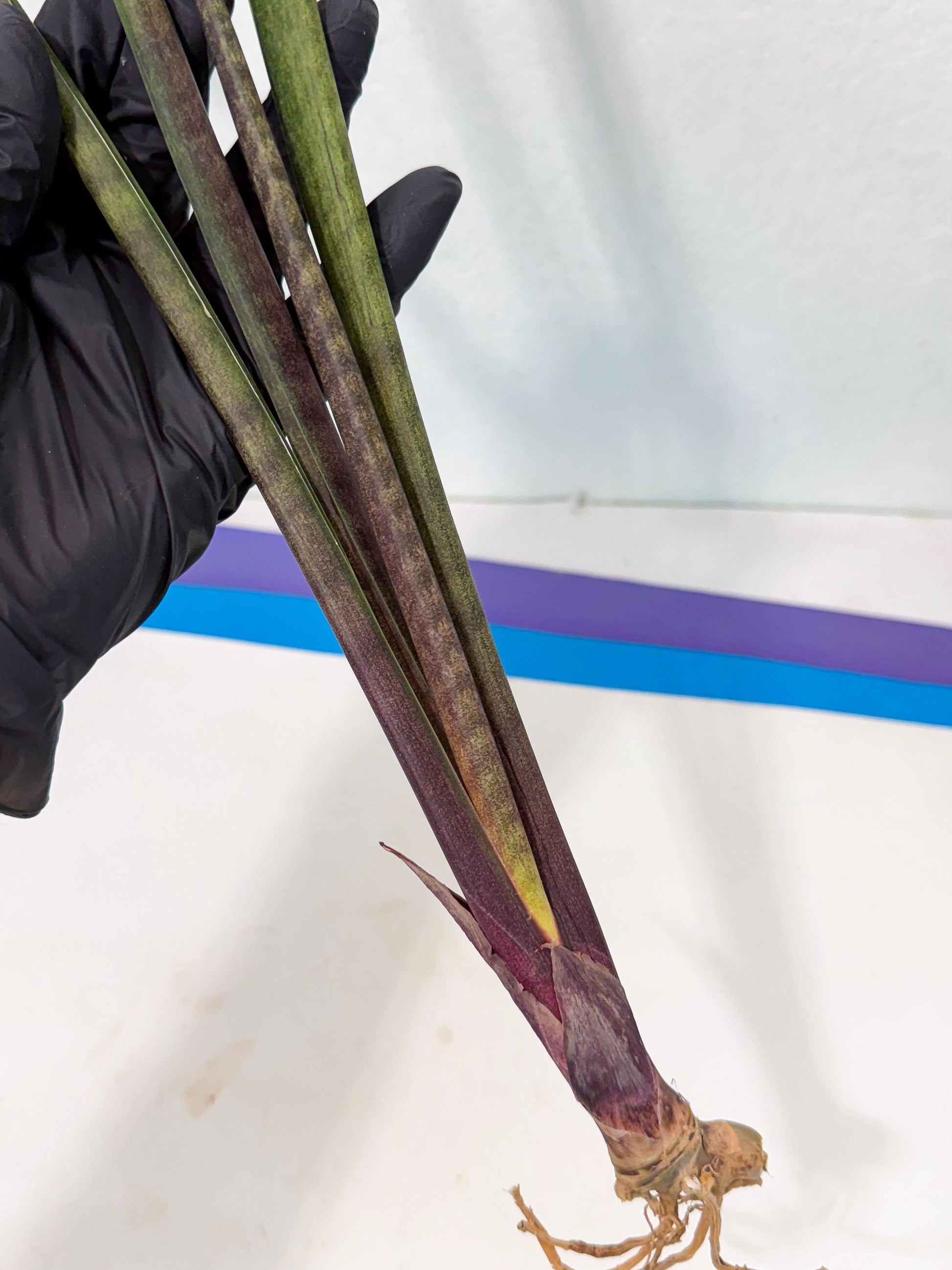 Sansevieria Lilasaru (ro) (13) | Rare -For Advanced Grower