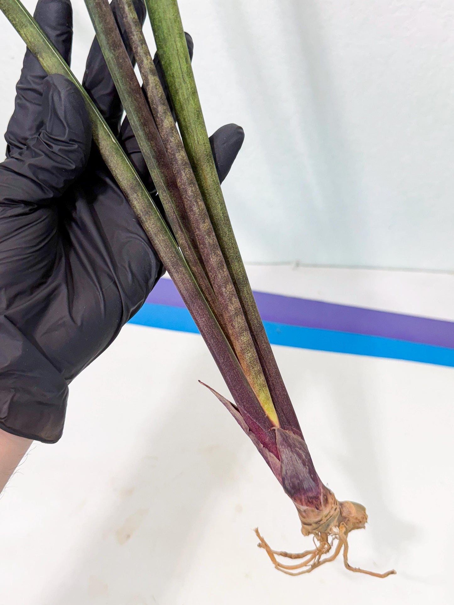 Sansevieria Lilasaru (ro) (13) | Rare -For Advanced Grower