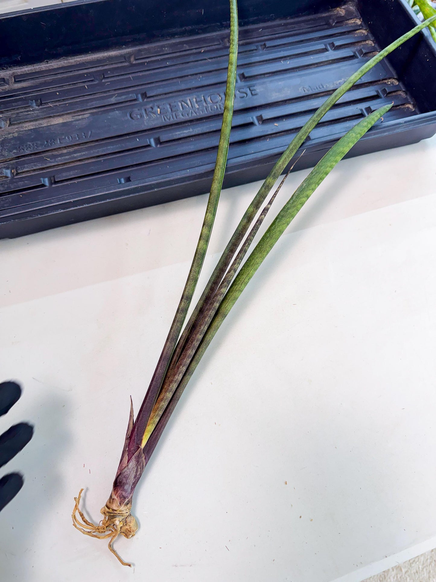 Sansevieria Lilasaru (ro) (13) | Rare -For Advanced Grower