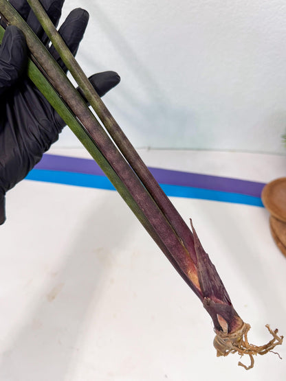 Sansevieria Lilasaru (ro) (13) | Rare -For Advanced Grower