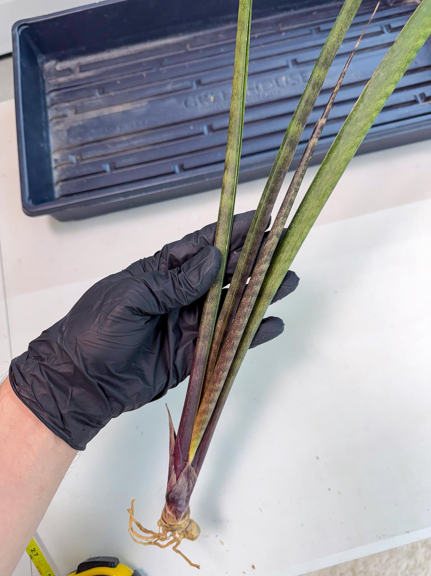 Sansevieria Lilasaru (ro) (13) | Rare -For Advanced Grower