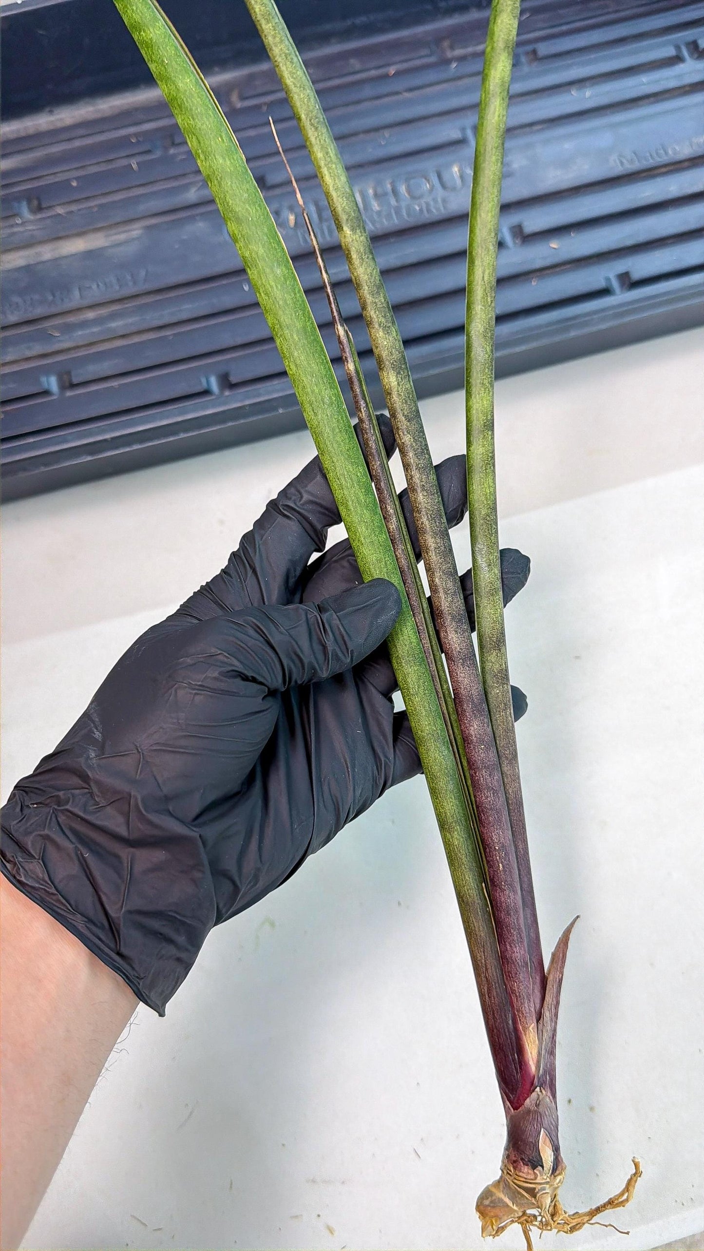Sansevieria Lilasaru (ro) (13) | Rare -For Advanced Grower