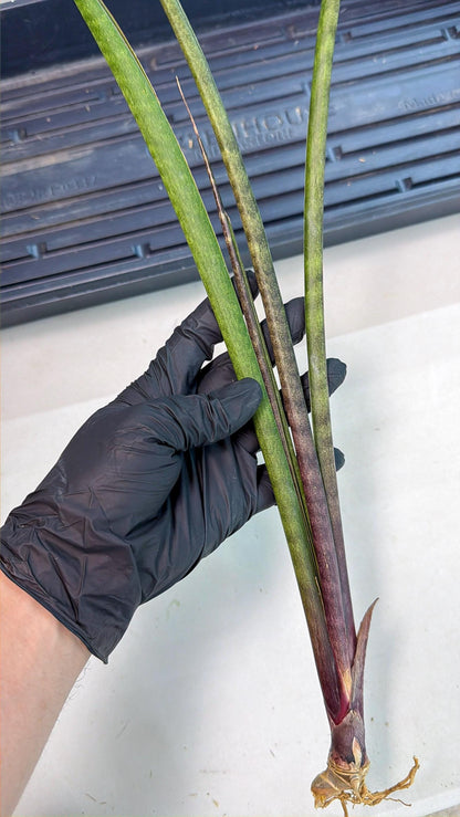 Sansevieria Lilasaru (ro) (13) | Rare -For Advanced Grower