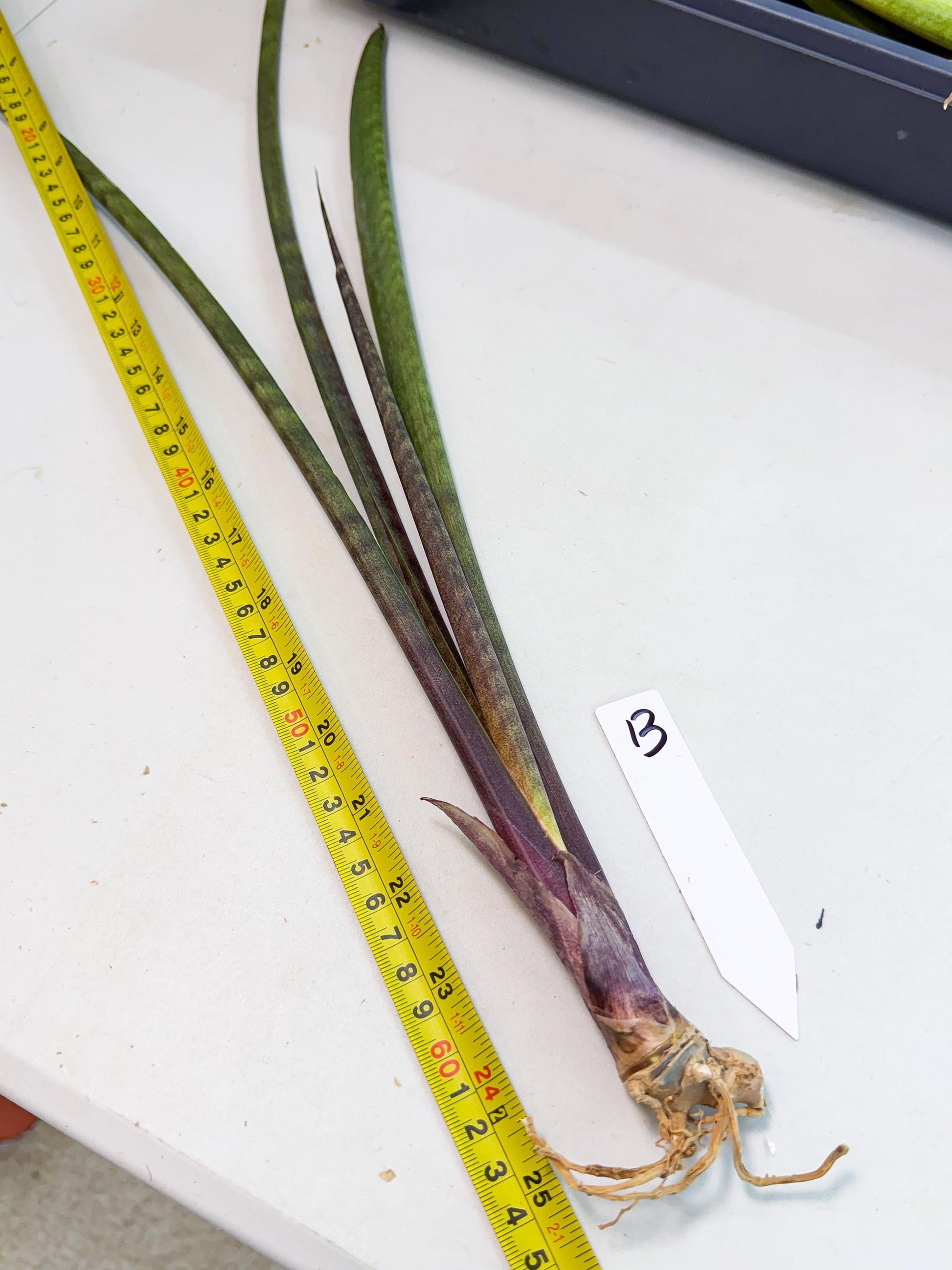 Sansevieria Lilasaru (ro) (13) | Rare -For Advanced Grower