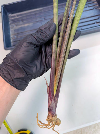 Sansevieria Lilasaru (ro) (13) | Rare -For Advanced Grower
