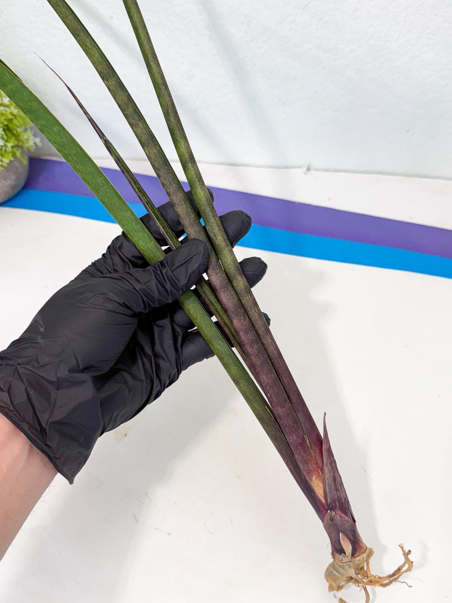Sansevieria Lilasaru (ro) (13) | Rare -For Advanced Grower