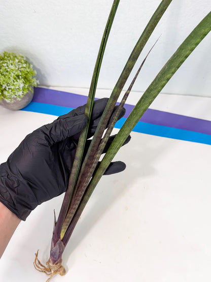 Sansevieria Lilasaru (ro) (13) | Rare -For Advanced Grower