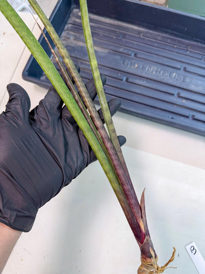 Sansevieria Lilasaru (ro) (13) | Rare -For Advanced Grower