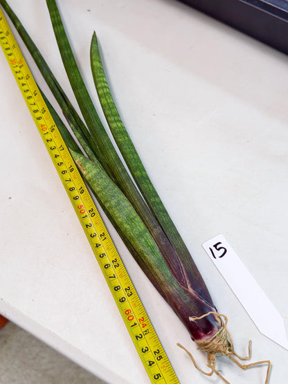 Sansevieria SinginSaru (ro) (15) | Rare -For Advanced Grower