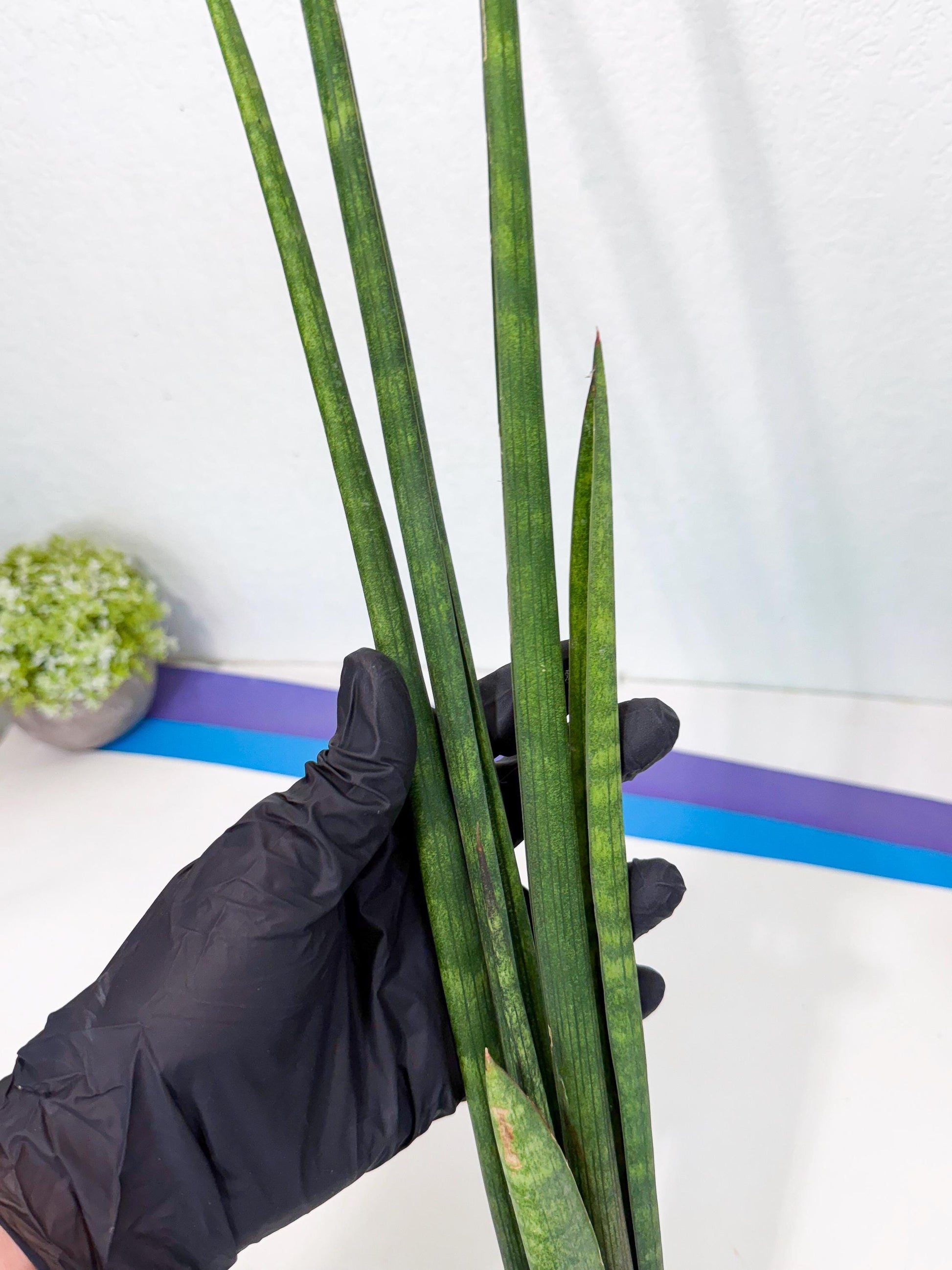 Sansevieria SinginSaru (ro) (15) | Rare -For Advanced Grower