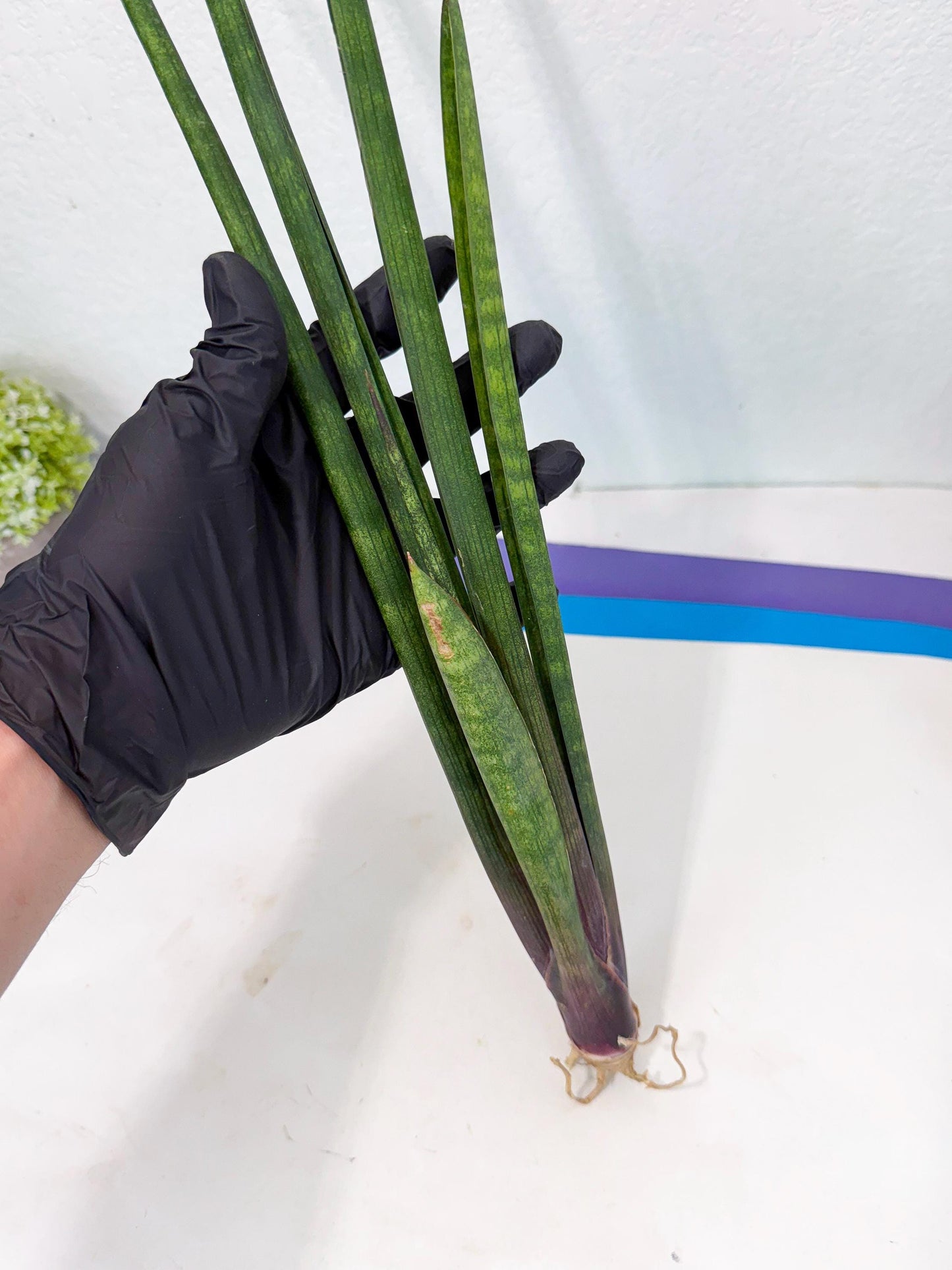 Sansevieria SinginSaru (ro) (15) | Rare -For Advanced Grower